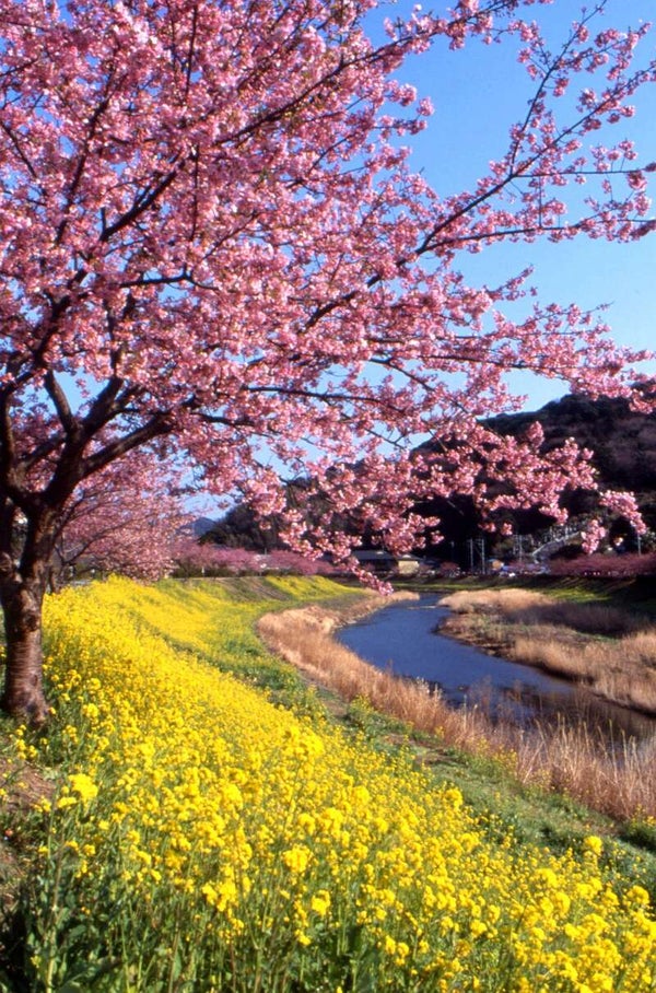 【大宮駅・浦和駅・池袋駅・新宿駅・渋谷駅・武蔵小杉駅・横浜駅発】 直通臨時特急「みなみの桜河津桜大宮号」で行く! 約4時間伊豆フリータイム1